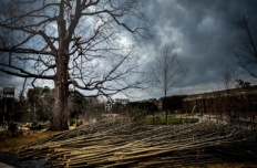 a bare tree against a dark cloudy sky